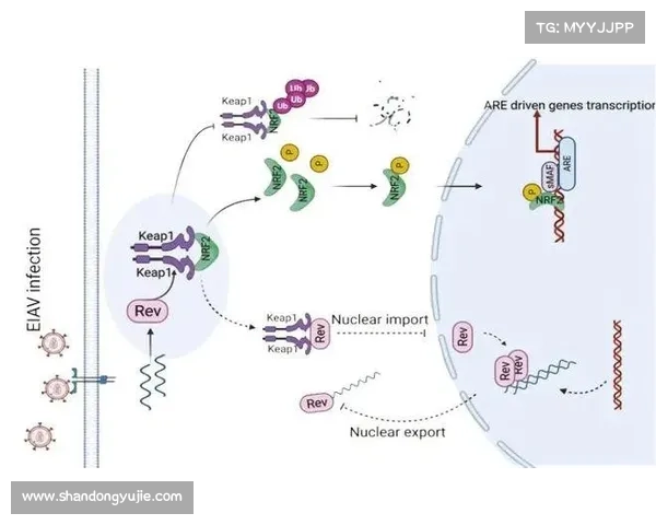 全面揭示波尔蒂足球俱乐部真实发展脉络与内部运作深层真相解析篇